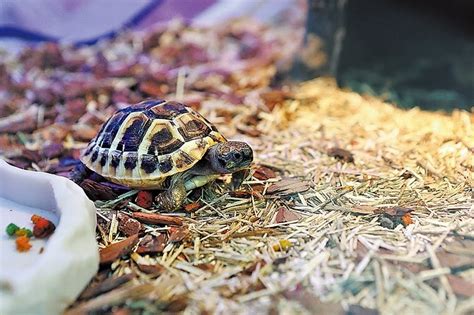 家中養烏龜好嗎|烏龜飼養：4個必備工具